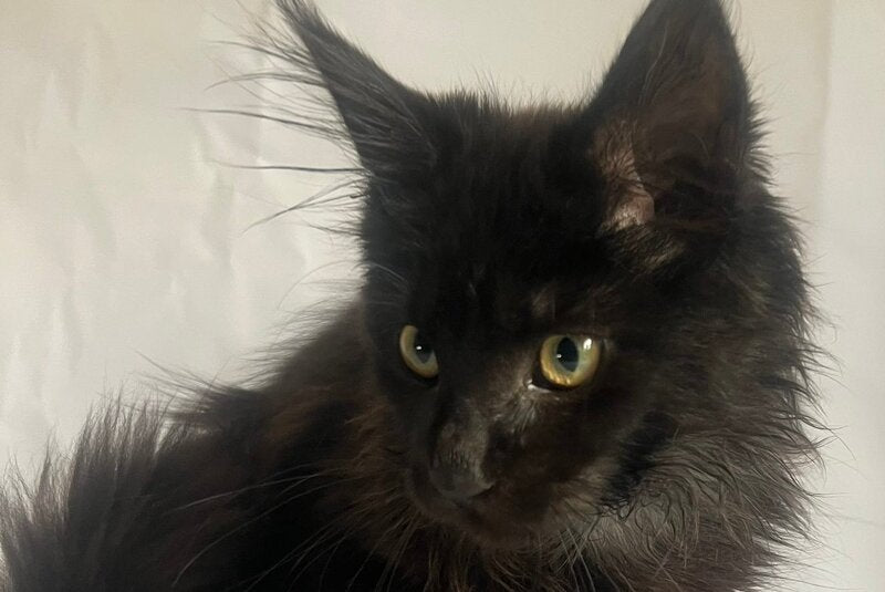 Emma Maine Coon female black - live animals