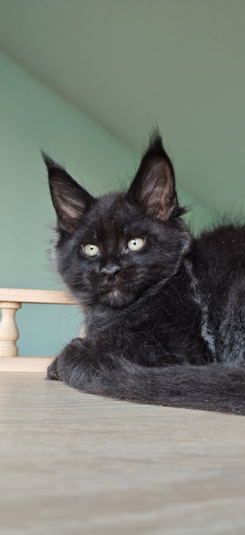 Genry Maine Coon male, black