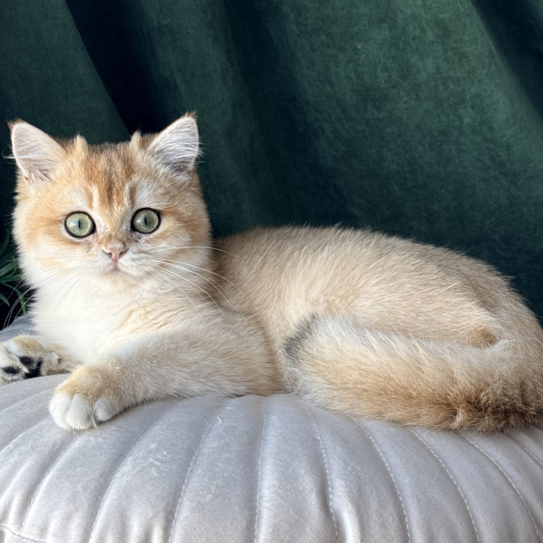 Ferdinand British Shorthair male, black golden chinchilla