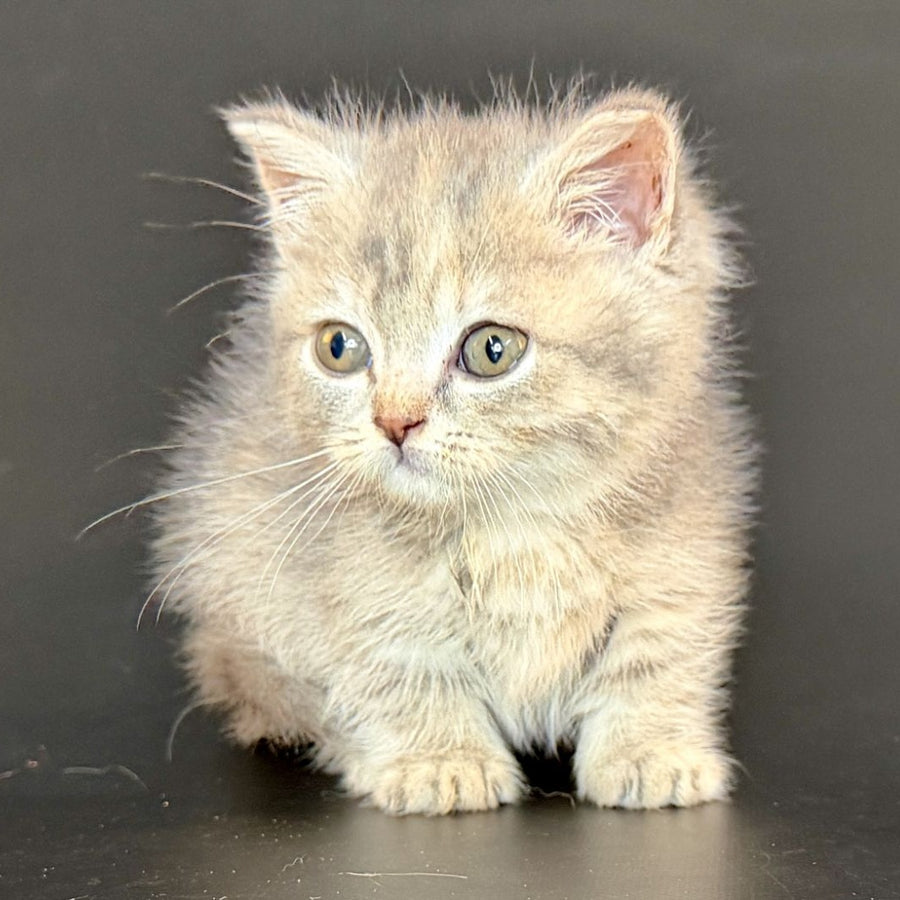 Arrow Munchkin female, blue tortie tabby