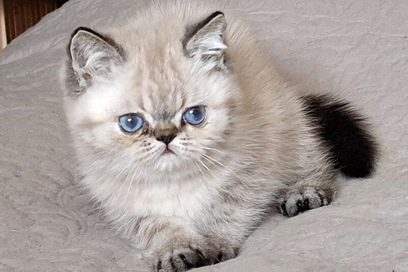 Jery Exotic female black tabby pointed - live animals