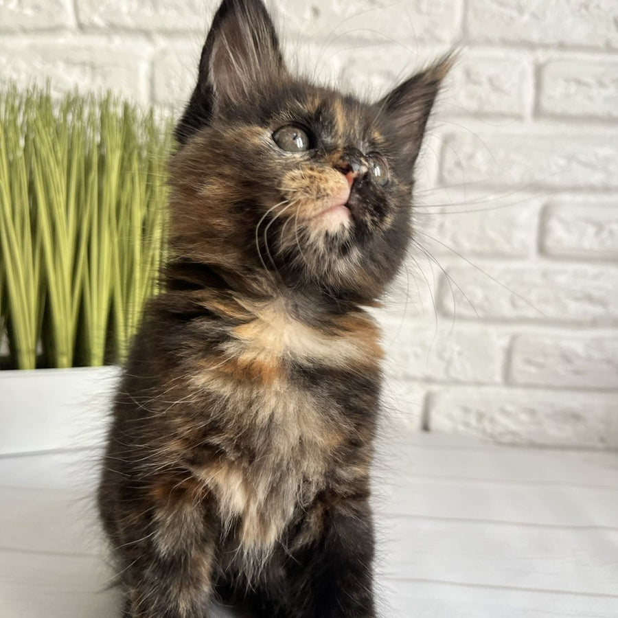Karen Maine Coon female, black tortie