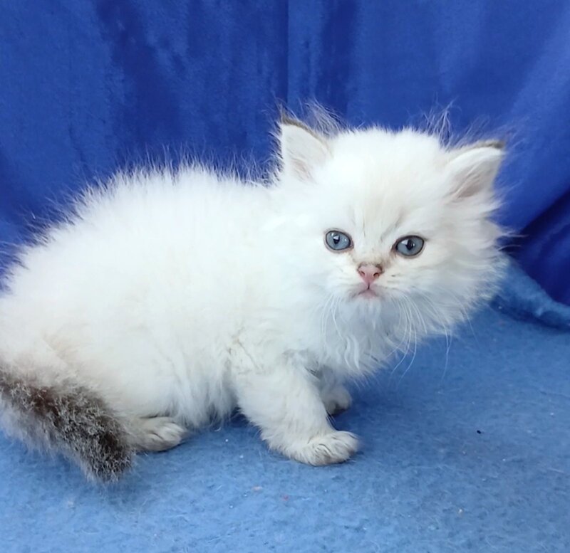 Lotos British Longhair male, black golden shaded pointed