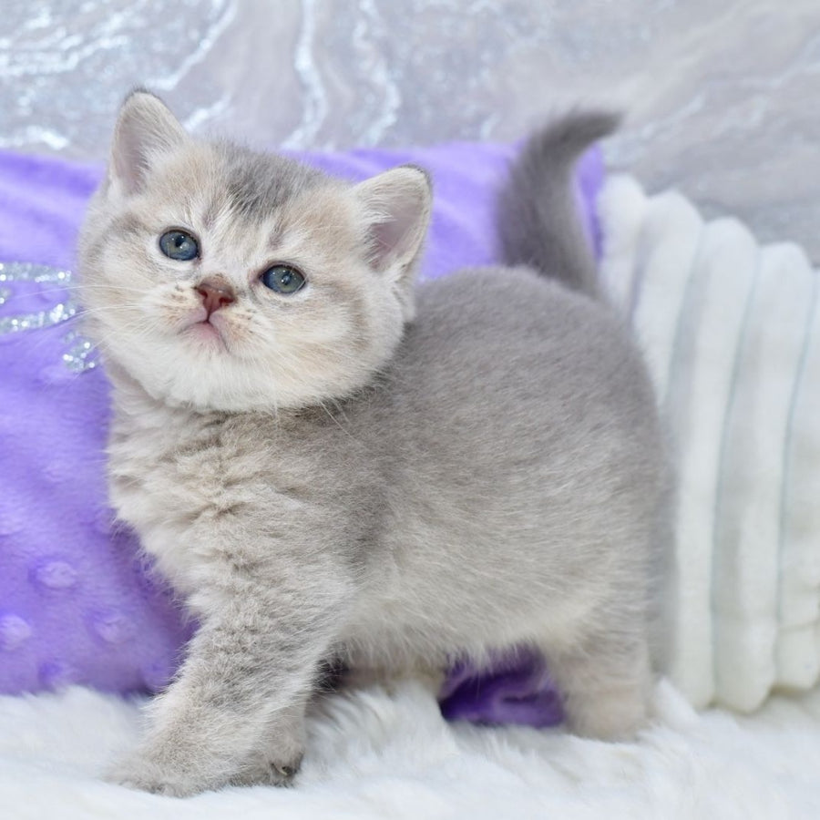 Kokos British Shorthair male, blue ticked tabby