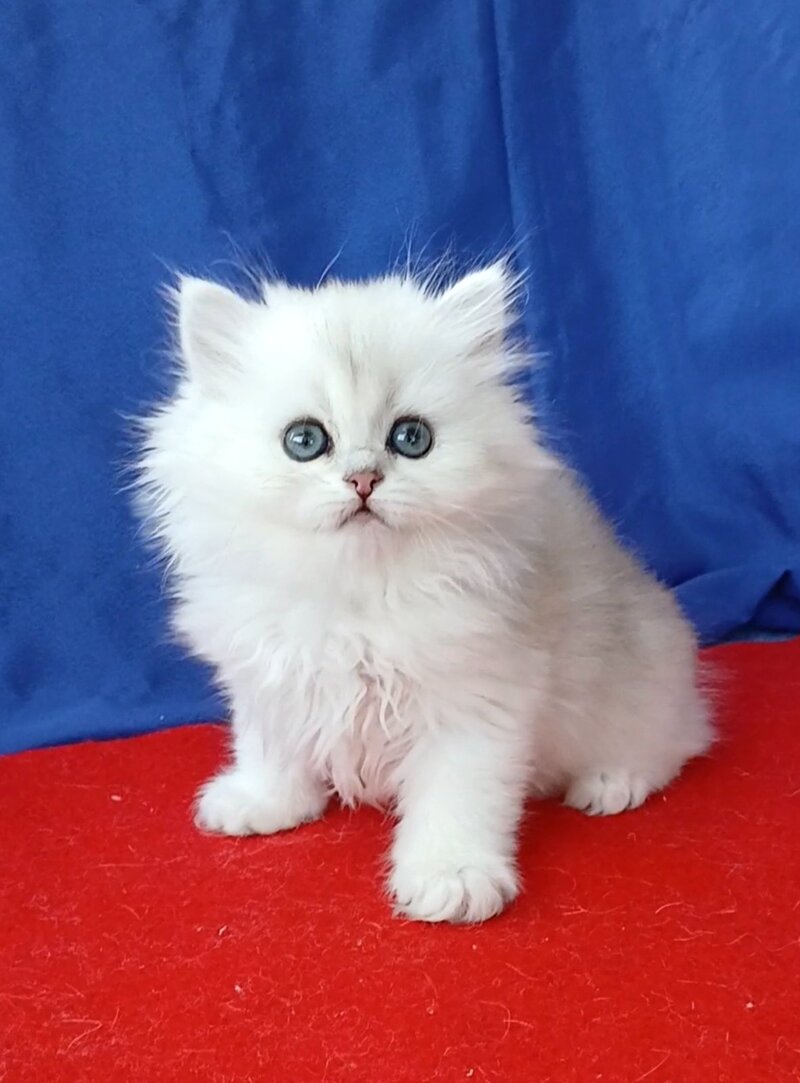 Milena Persian female, black silver shaded