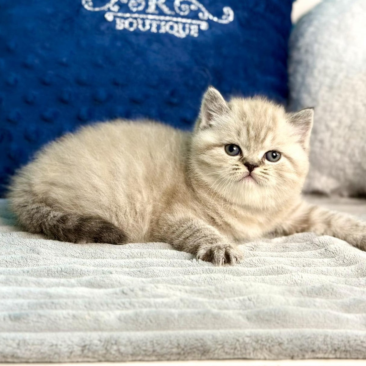 Jelly Scottish Straight female, chocolate tabby