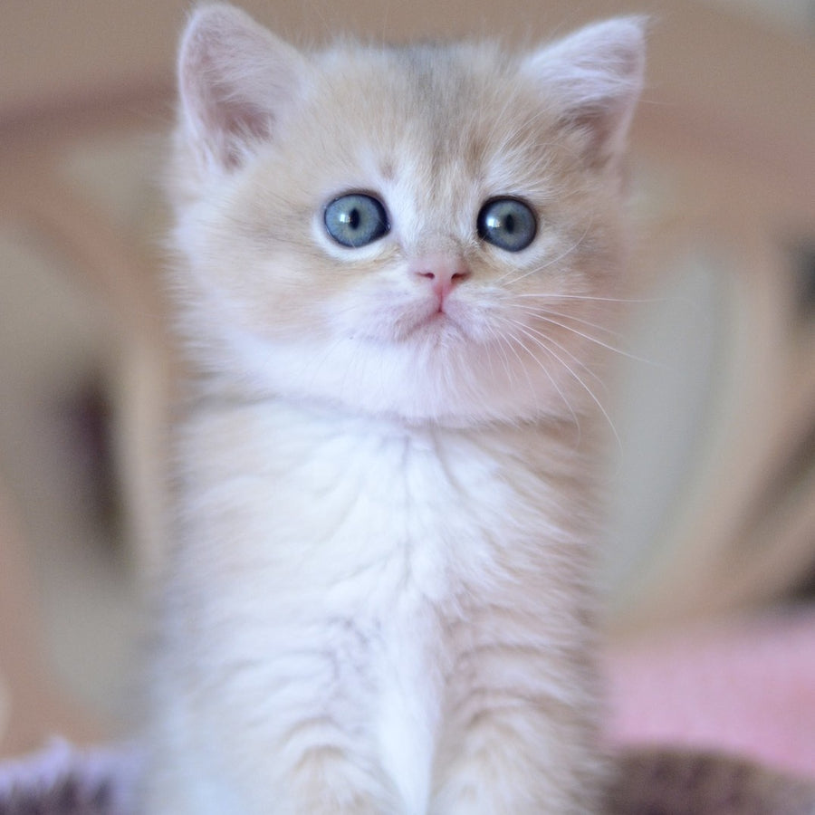 Yanina British Shorthair female, blue golden chinchilla