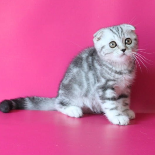 Santa Scottish Fold female, black silver tabby