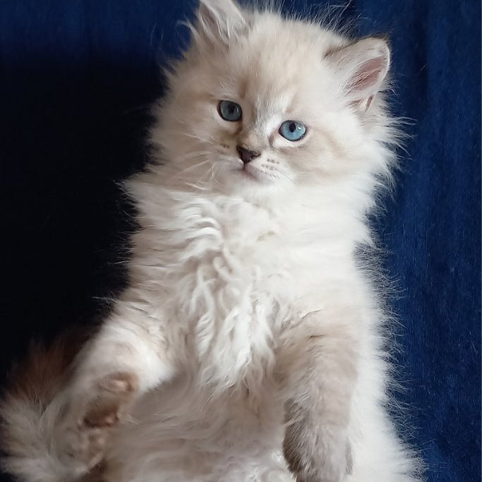 Milan Siberian male, blue tabby pointed