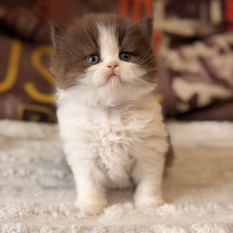 Amber British Longhair female, chocolate bicolour