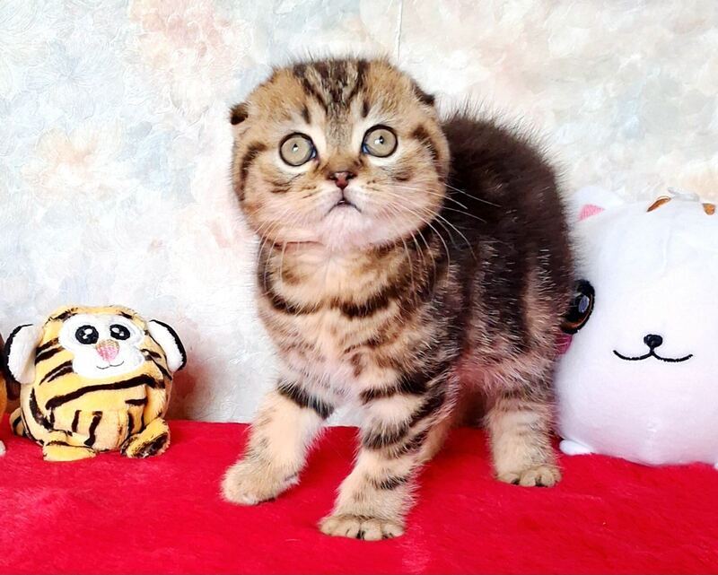Shakira Scottish Fold female, black tabby