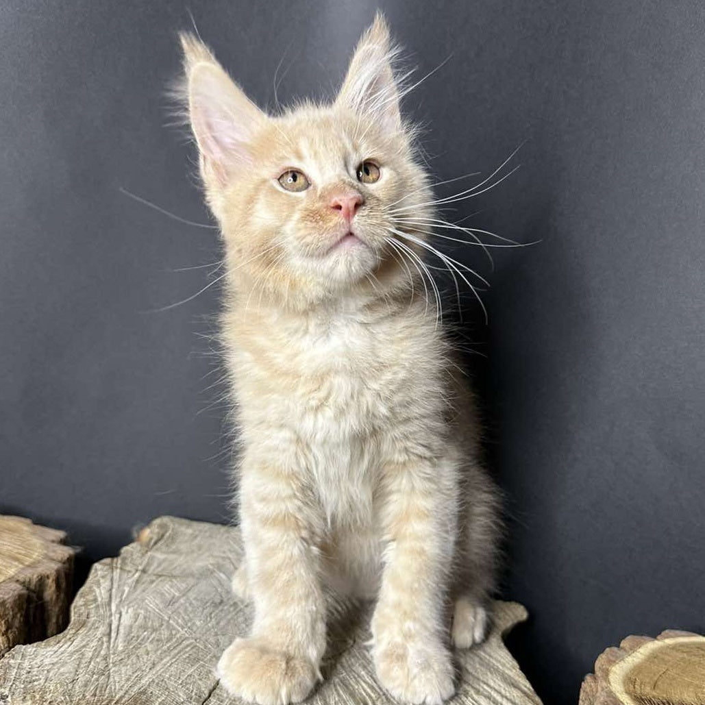 Pluto Maine Coon male, cream bicolour