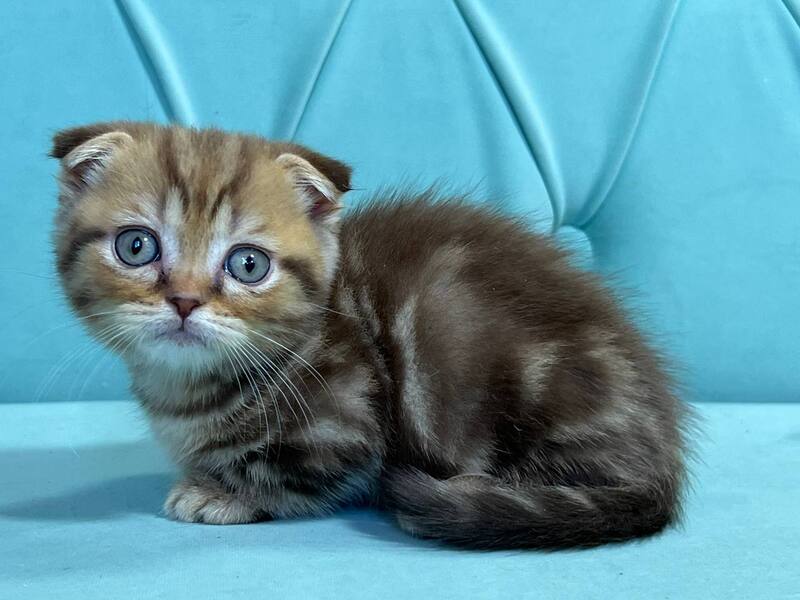 Riki Munchkin male, chocolate tabby