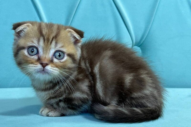Riki Munchkin male, chocolate tabby