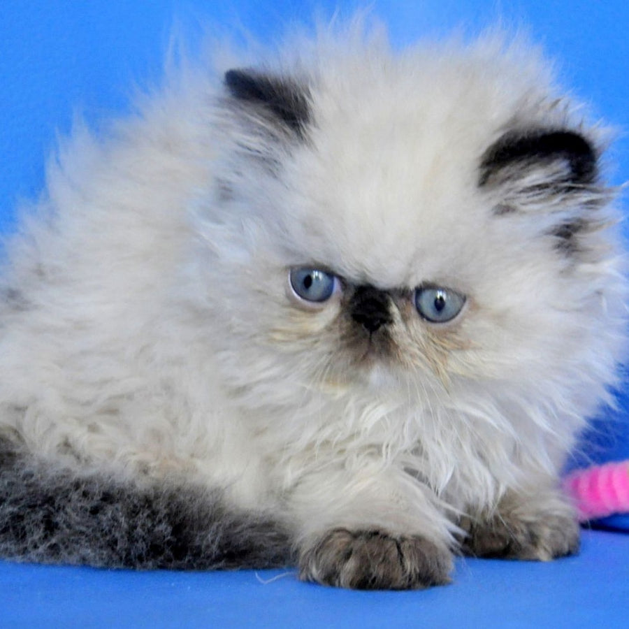 Nona Persian female, black tortie tabby pointed