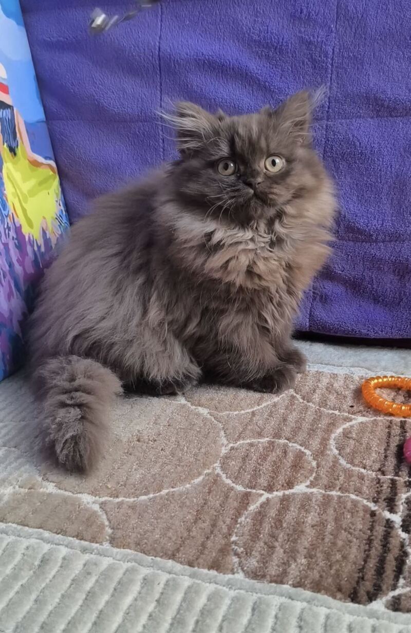 Elly British Longhair female, chocolate