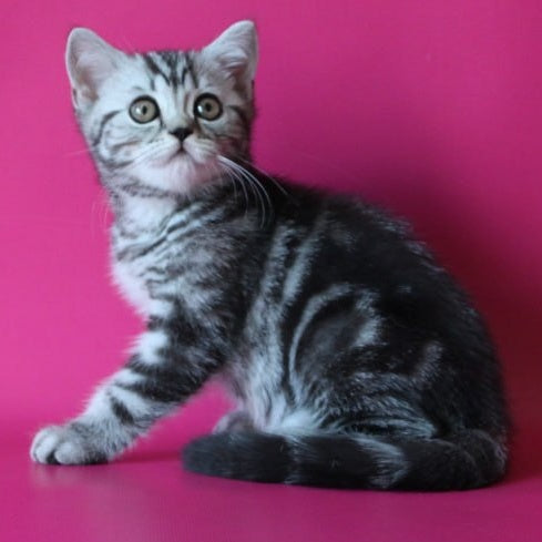 Solomiya Scottish Straight female, black silver tabby