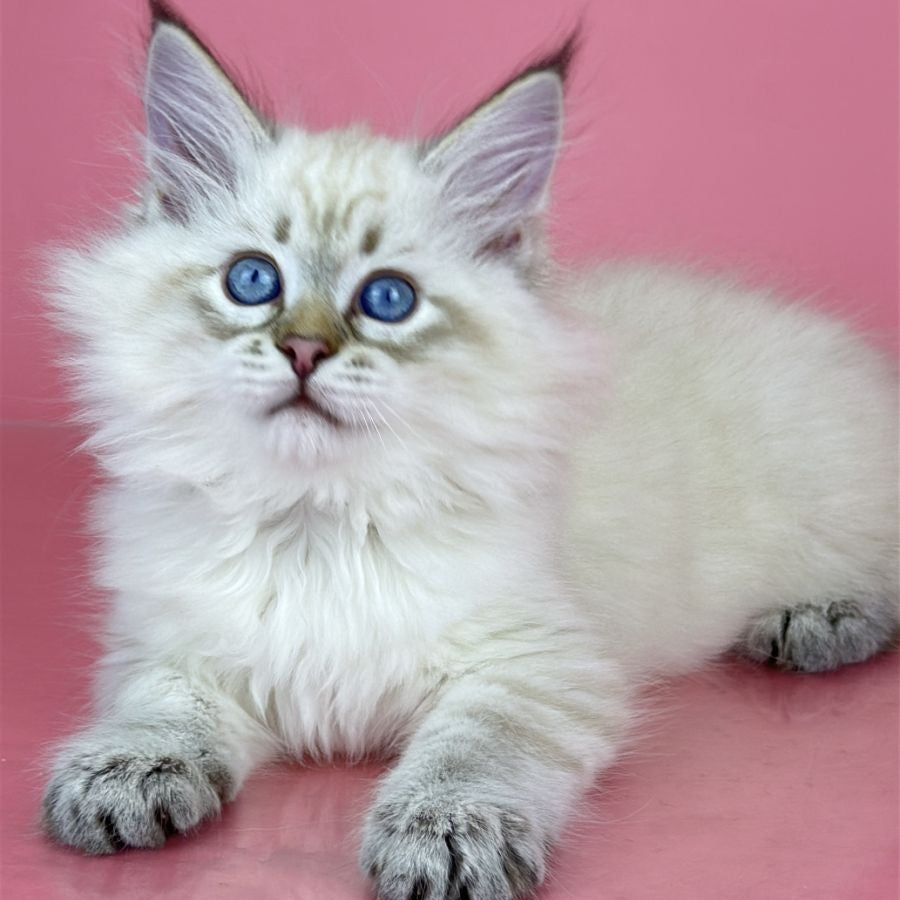 Bastian Siberian male, seal tabby pointed