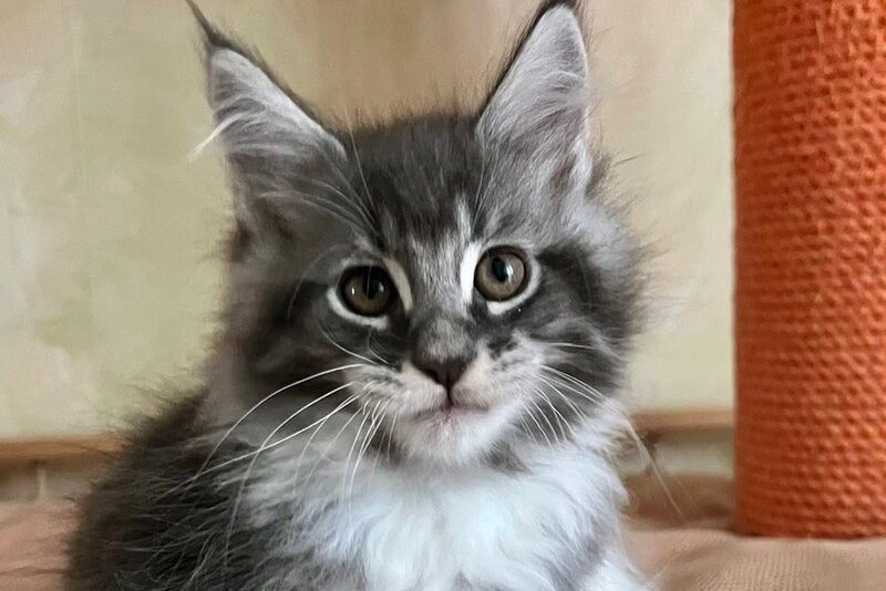 Jeremy Maine Coon male, blue bicolour tabby