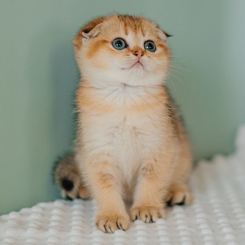 Diana Scottish Fold female, black golden ticked tabby
