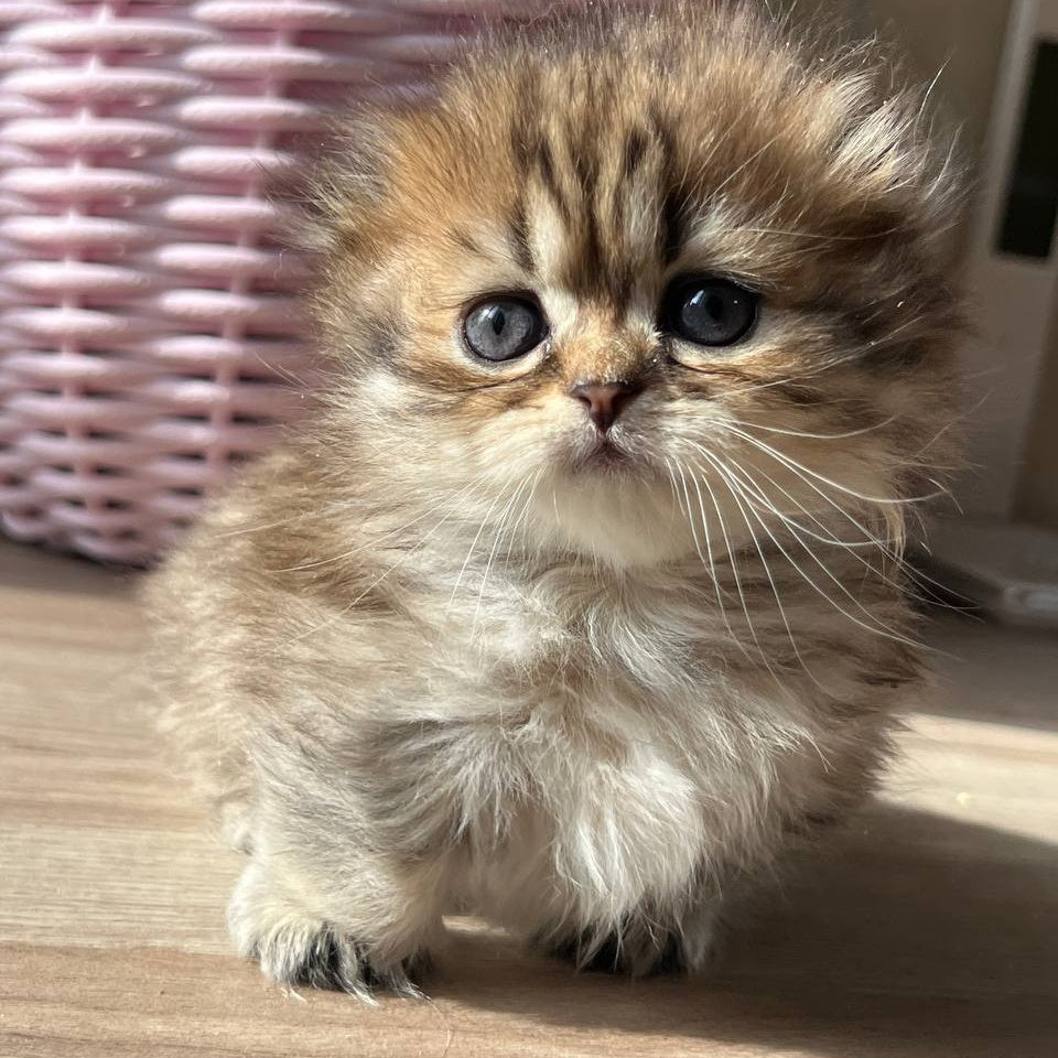 Kykla Munchkin female, black tabby