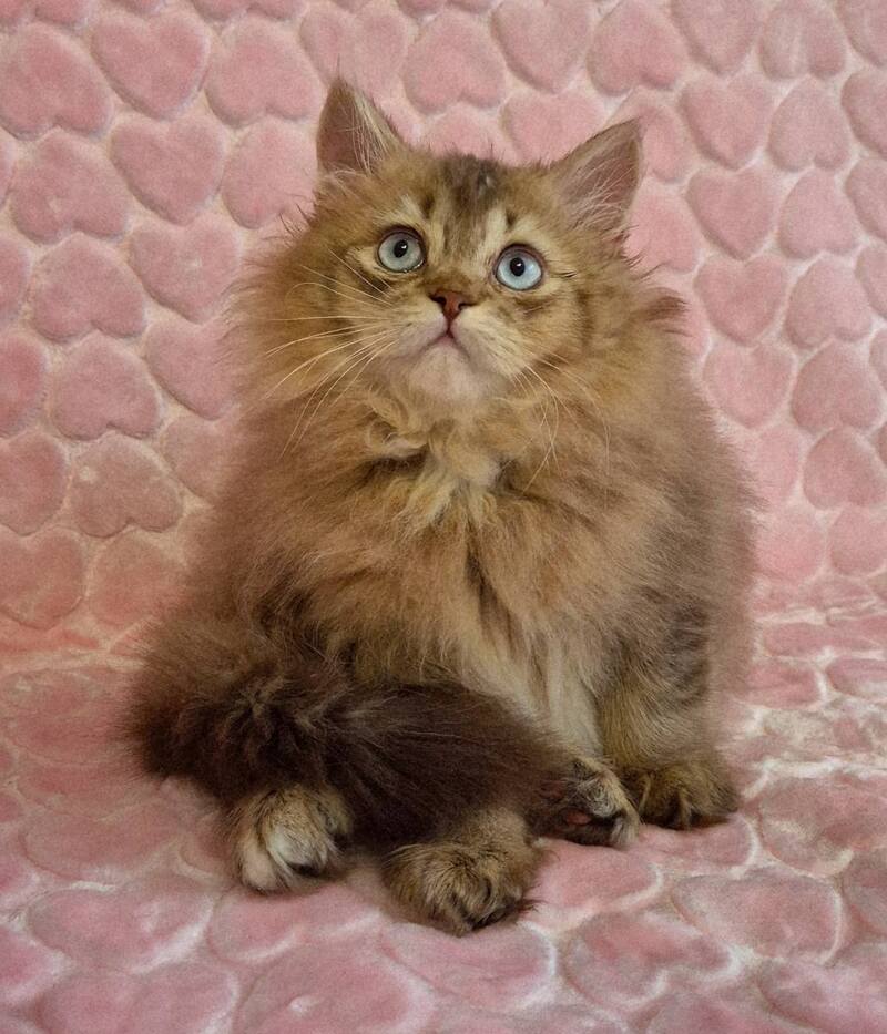 Felix British Longhair male, chocolate golden ticked tabby with white