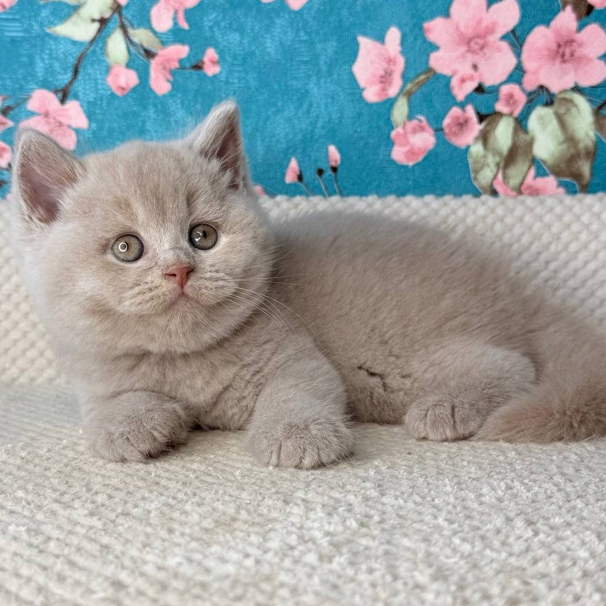Gabby British Shorthair male, fawn