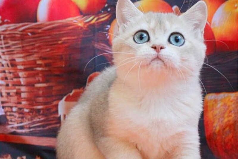 Sofi British Shorthair female, blue golden shaded