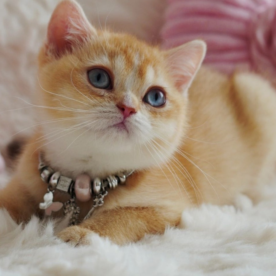 Violet British Shorthair female, chocolate tortie golden chinchilla with white