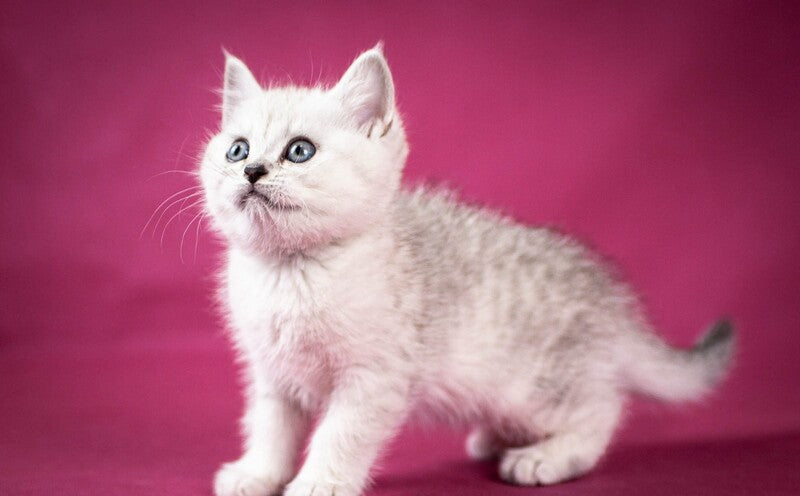 Calvin Scottish Straight male black silver shaded - live animals