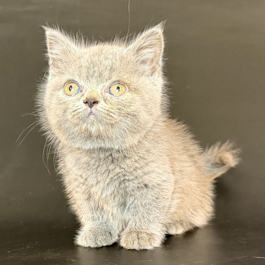 Alfie Munchkin male, blue