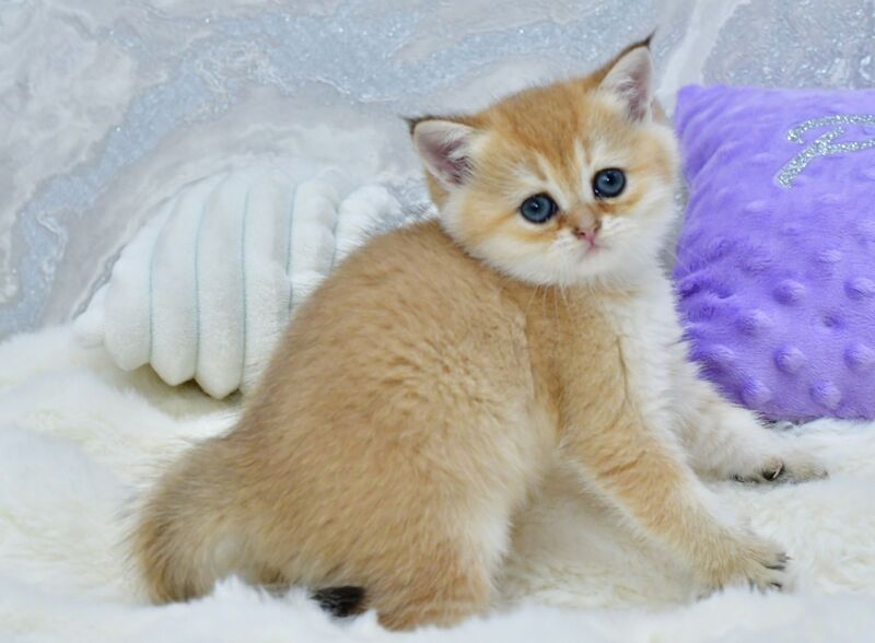 Emili British Shorthair female, black golden shaded