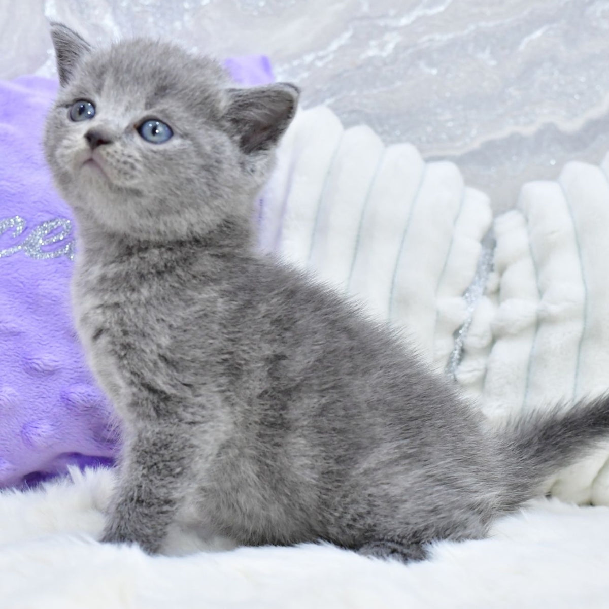 Leo Scottish Straight male, blue