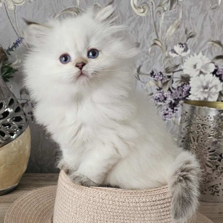 Alisa British Longhair female, black golden shaded pointed