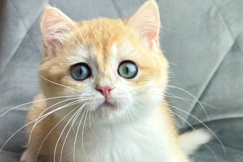 Ike British Shorthair male black golden chinchilla - live animals