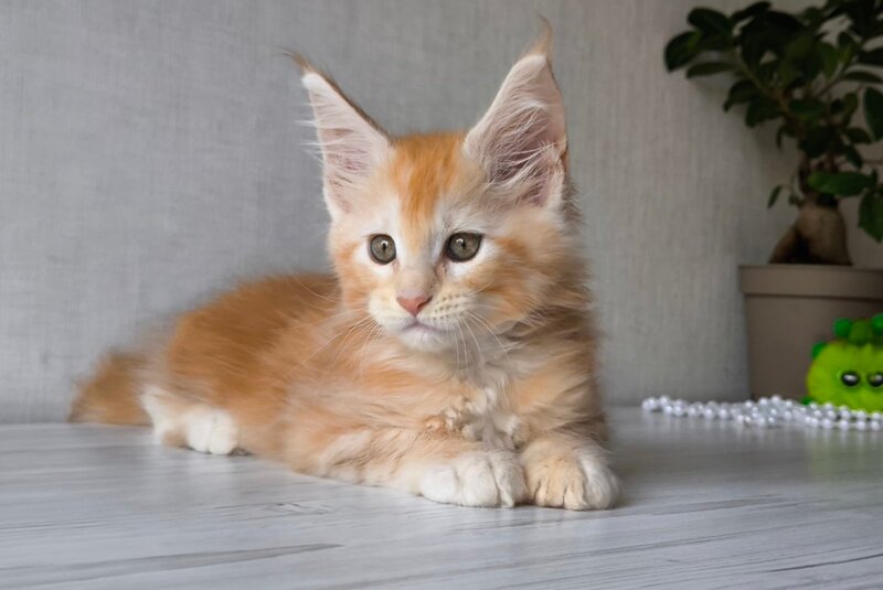 Dark Maine Coon male, red silver tabby