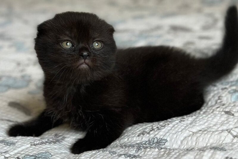 Nelson Scottish Fold male, black