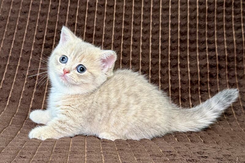 Melody Munchkin female, blue golden spotted tabby