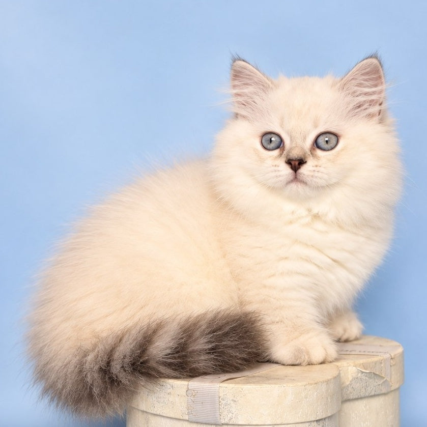 Diana Munchkin female, chocolate silver shaded pointed