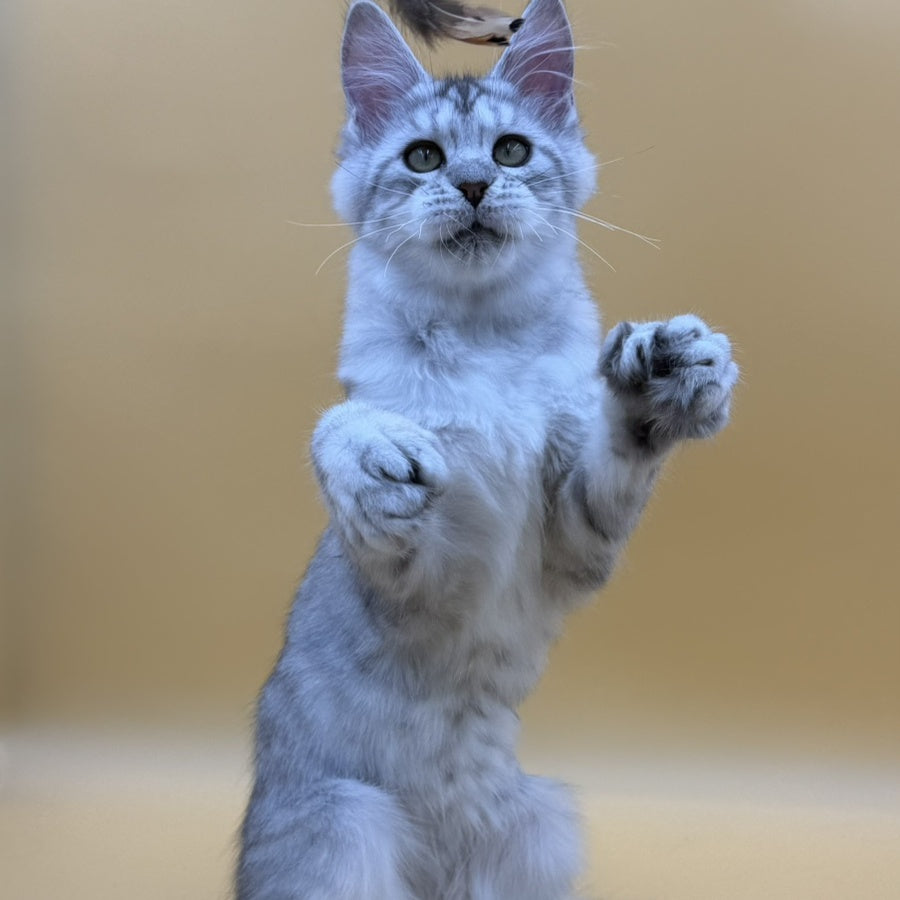 Michelina Maine Coon polydactyl 6x6x6x6 female, black silver spotted tabby