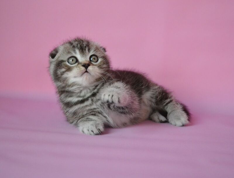 Misha Scottish Fold male, black silver tabby