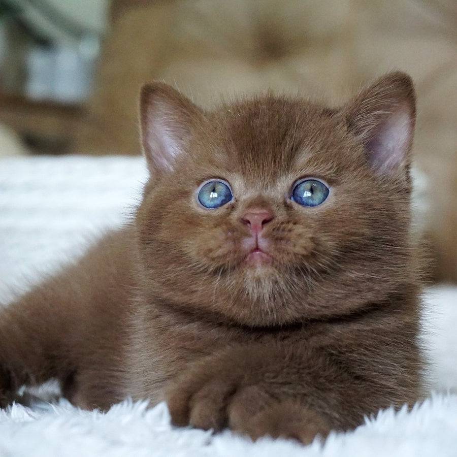 Miki British Shorthair male, cinnamon