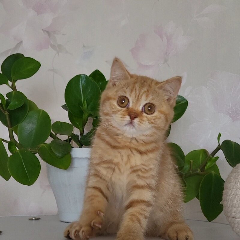 Alina British Shorthair female cinnamon - live animals