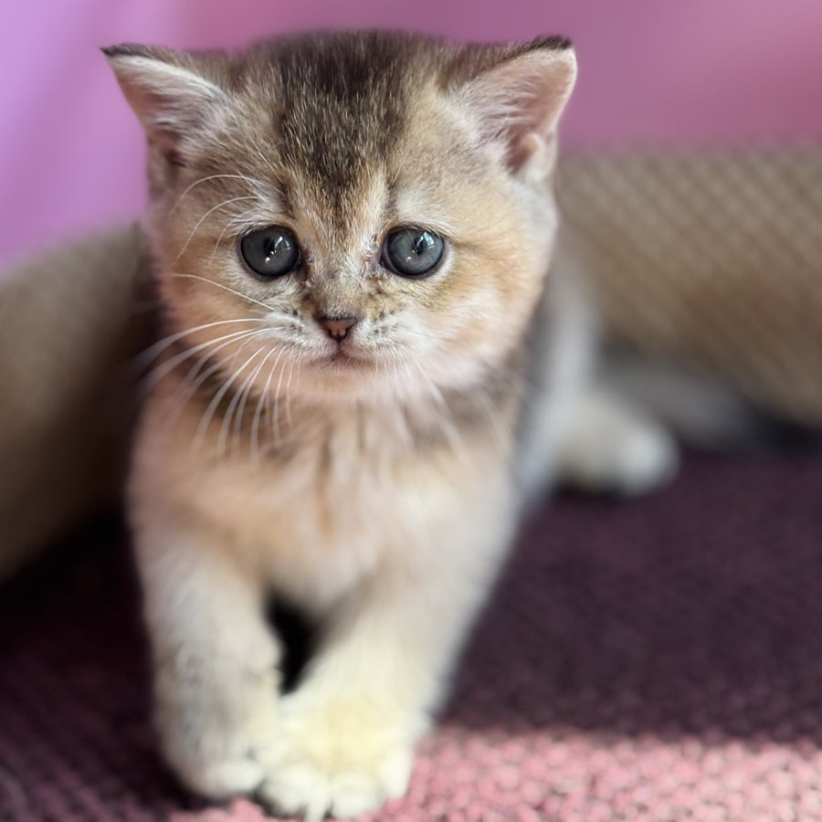 Sisi British Shorthair male, black golden ticked tabby