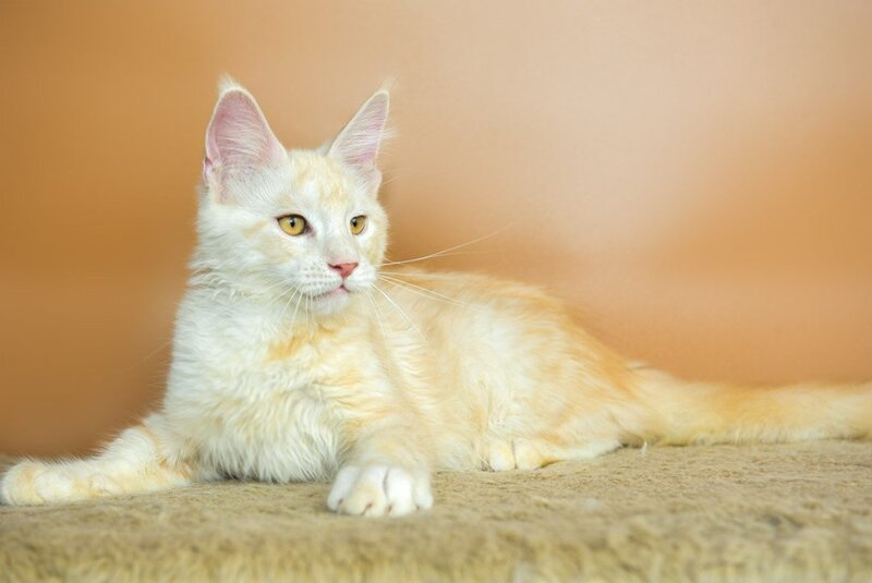 Umberto Maine Coon male, red silver tabby