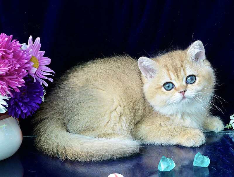 Rosalie British Shorthair female, chocolate golden shaded
