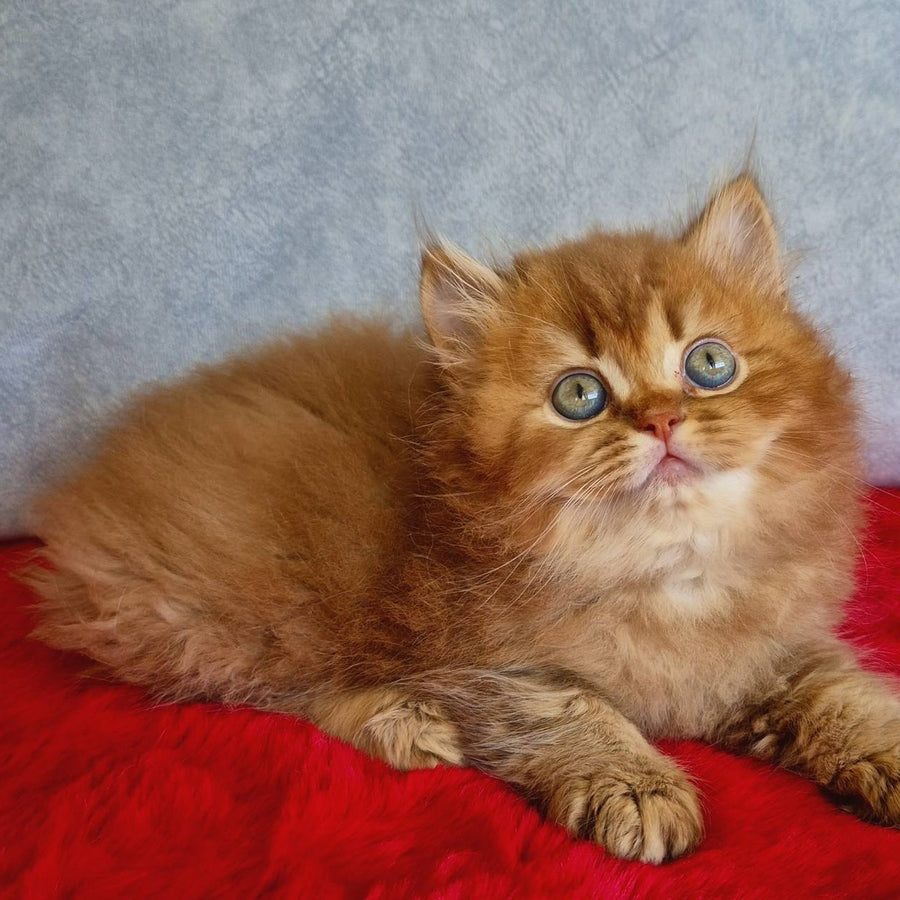Dustin British Longhair male, chocolate golden ticked tabby