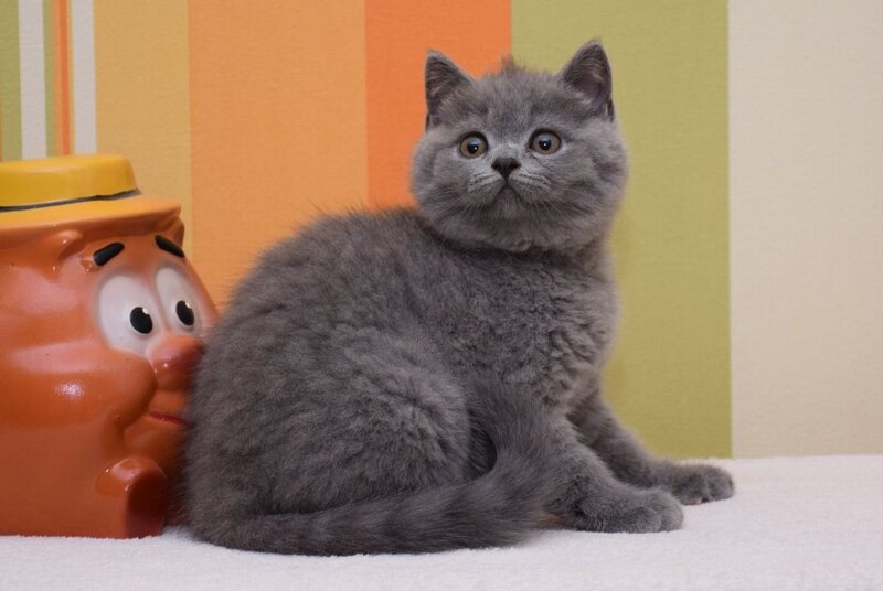 Uno British Shorthair male, blue