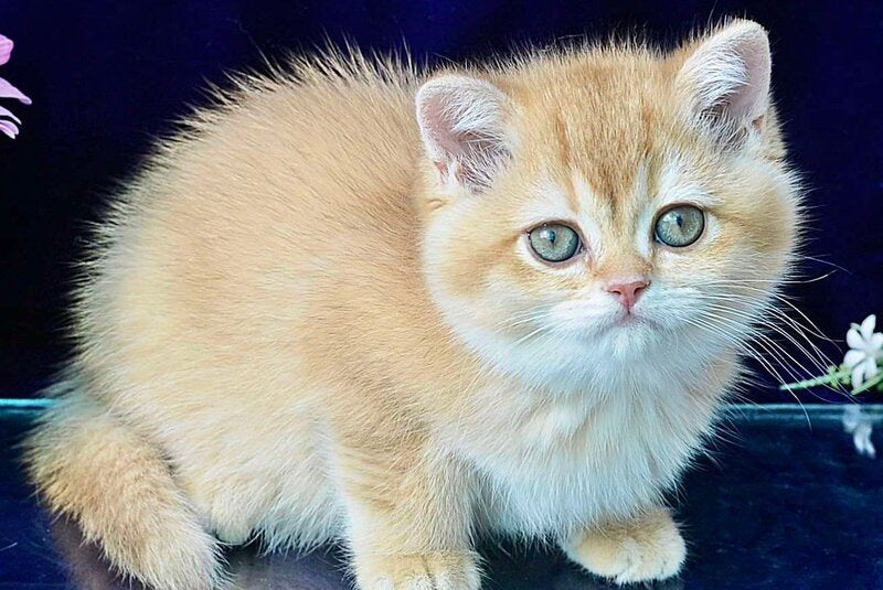 Rafaela British Shorthair female, chocolate golden shaded