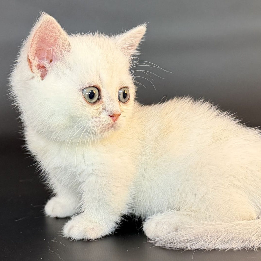 Rusty Munchkin male, black silver shaded